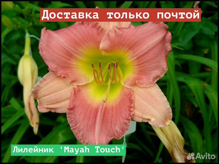 Лилейник Mayah Touch