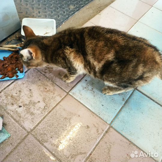 Кошечку в хорошие руки