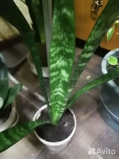 Сансевиерия