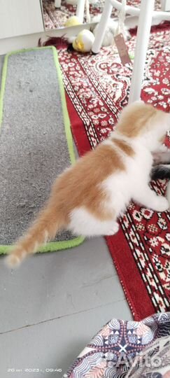 Котик и кошечка
