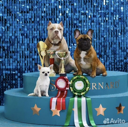 Французский бульдог вязка