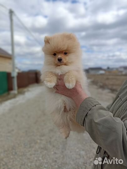 Щенки шпица, РКФ