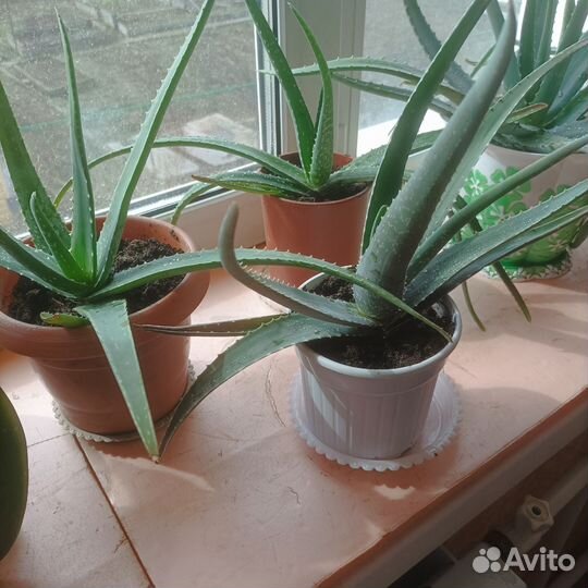 Алоэ вера лечебный