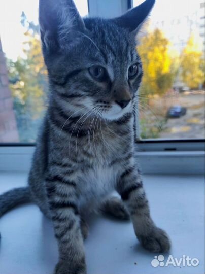 Котята в добрые руки даром