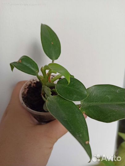 Комнатные растения