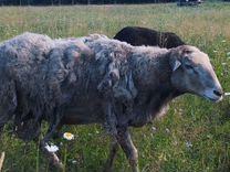 Овцы бараны катумские
