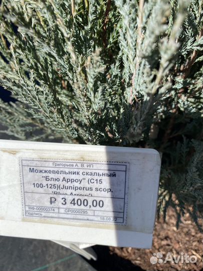 Можжевельник скальный Блю Эрроу