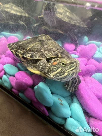Красноухая черепаха маленькая