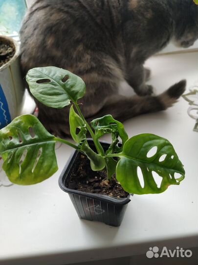 Монстера Адансона, фикус Бенджамина