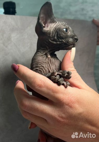 Канадский сфинкс-двэльф