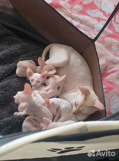 Котята корниш-рекс