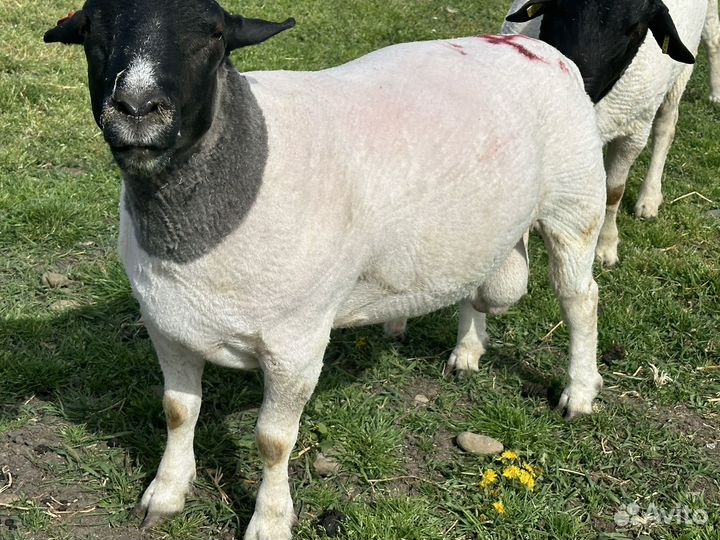 Баранчики дорпер