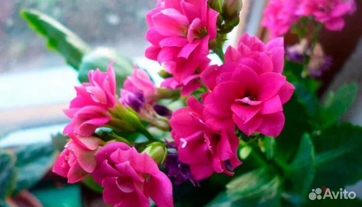 Каланхоэ малиновый