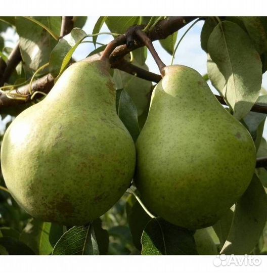 Саженцы груши Зевея