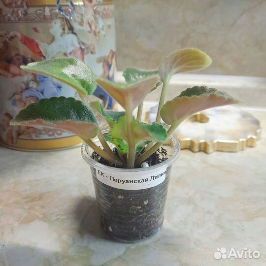 Сортовые фиалки (детки, стартеры)