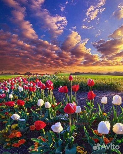 Алмазная мозаика 40x50 Тюльпаны на фоне туч