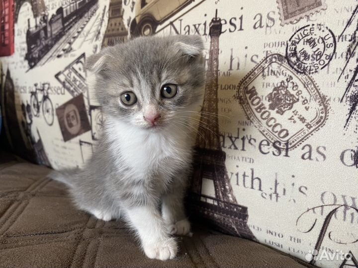 Шотландские котята