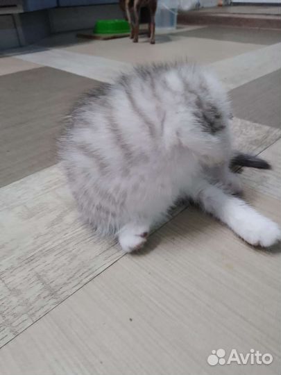 Шотландский вислоухий котёнок