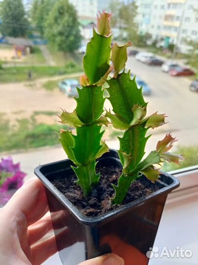 Комнатные растения