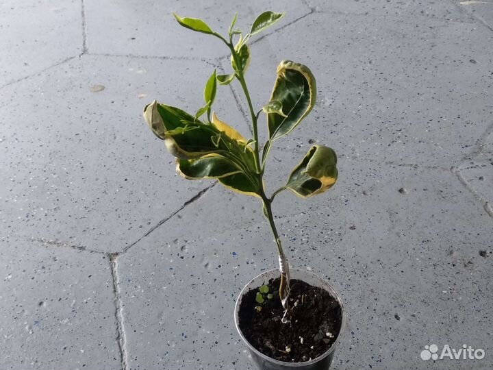 Апельсин привитые варегатный Торокко