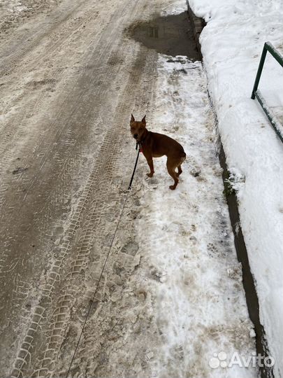 Вязка кобель цвергпинчер