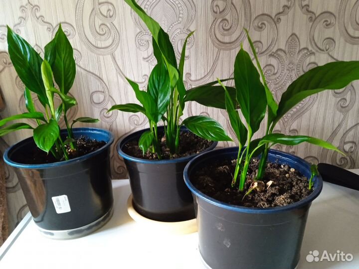 Спатифиллум