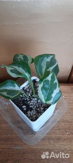 Эпипремнум