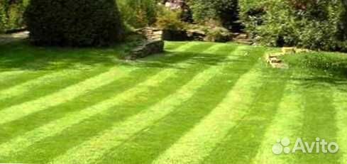 Газон. Рулонный газон