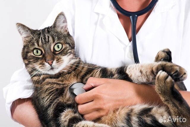 Ветеринарный врач выезд на дом