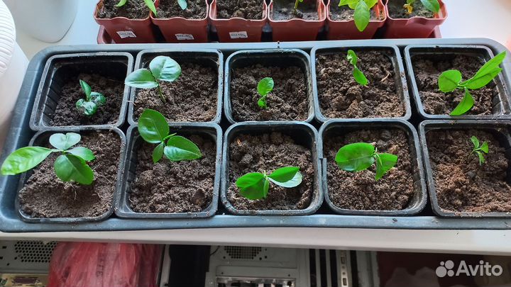 Комнатные растения