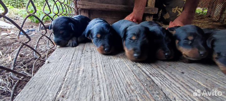 Щенки ягдтерьера