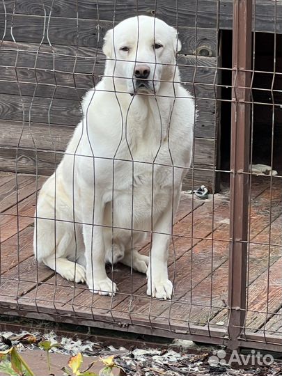 Алабай ищет девочку