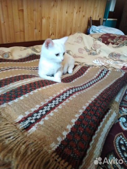Котенок в добрые ручки