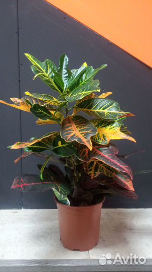 Кротон в 19 горшке