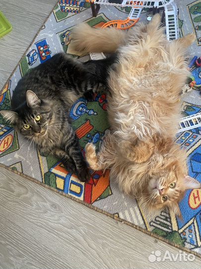 Продам кошку мейн-кун