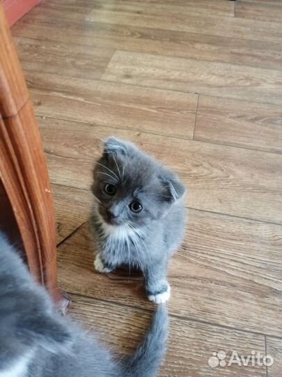 Котята мейнкуна