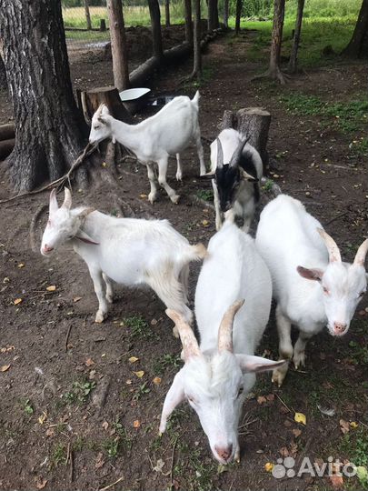 Козлята
