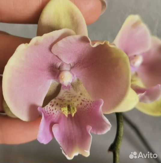 Орхидея Fangmei Rainbow биг лип