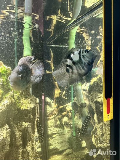 Аквариумные рыбки. Сапфировый попугай