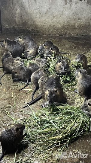 Нутрии на племя