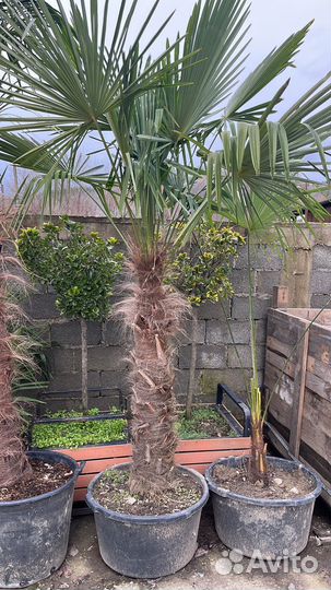 Пальма трахикарпус