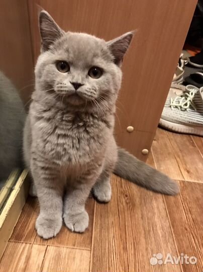 Британская кошка