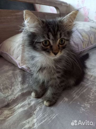 Котенок в добрые руки