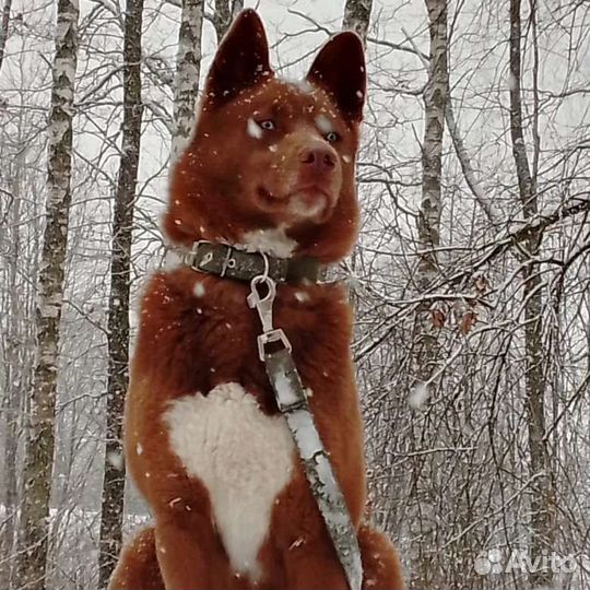 Хаски вязка