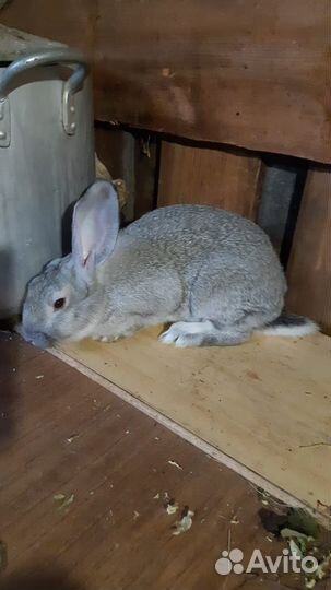 Кролики великаны