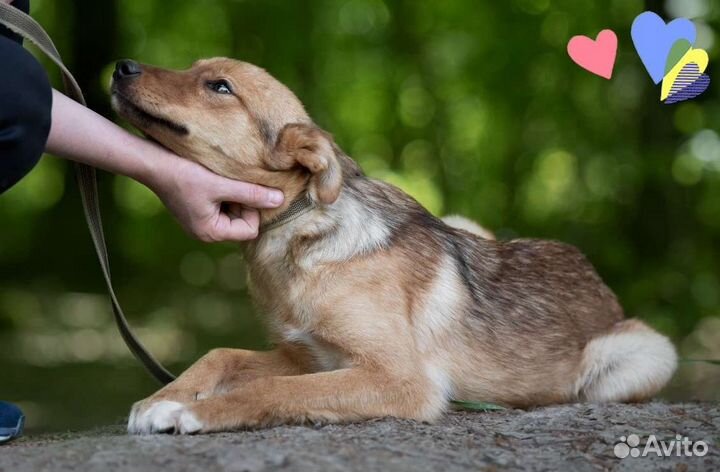 Щенок Истра, 8 мес., милая и нежная