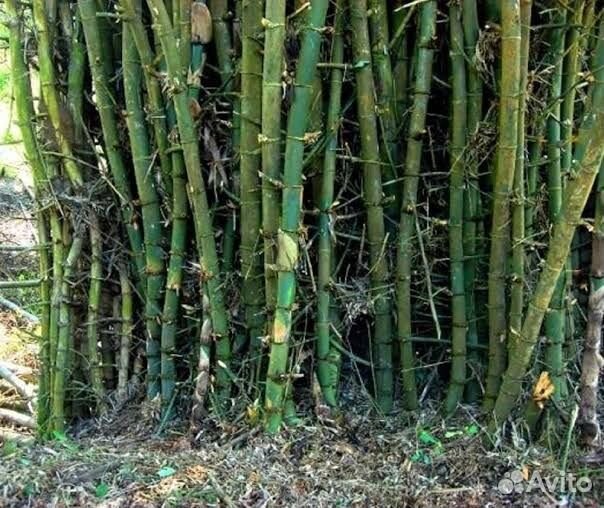 Бамбук колючий (индийский), семена опт и розница