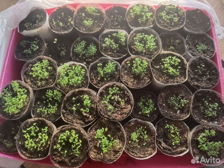 Рассада лобелии