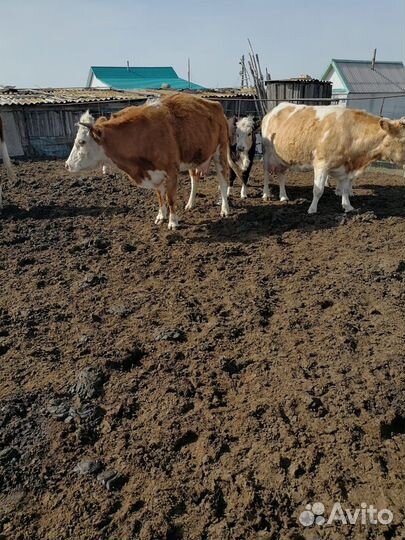 Корова телята и бычки