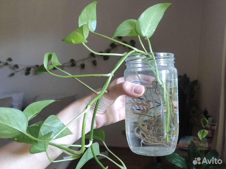 Потос Сциндаптус лиана